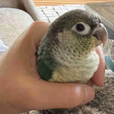 BONDED COUPLE green cheek conure  BIRDS, View more