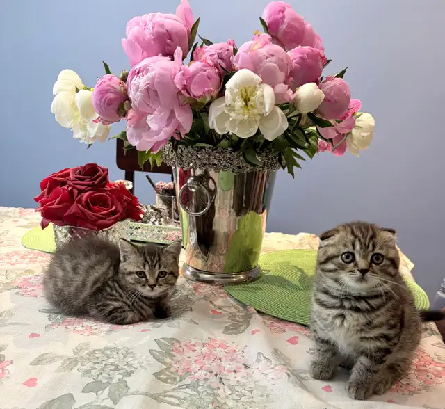Purebred Scottish Fold Kittens in Cats & Kittens for Rehoming in City of Toronto - Image 3