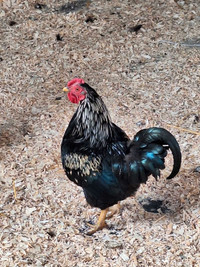 Guiney rooster for sale