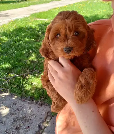 We have 3 puppies cockapoo they will be ready to go any day starting May 21 they will be vaccinated...