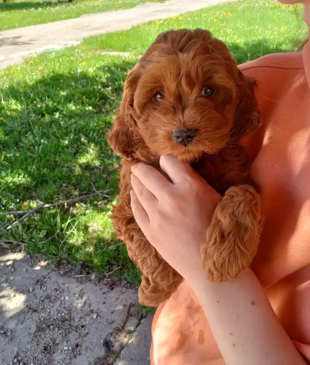 Cockapoo 3 puppies are looking for home in Dogs & Puppies for Rehoming in Oakville / Halton Region - Image 2