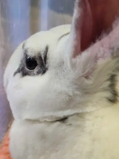 Purebred Standard Rex Buck For Sale, View more