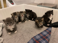 Cute kittens looking for fur-ever homes