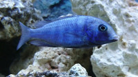 blue dophin cichlid avaliable at TT pets