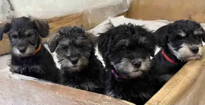 Schnoodle Puppies Looking for Their Forever Homes, View more