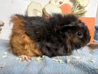 4 to 6 week old male guinea pigs, View more