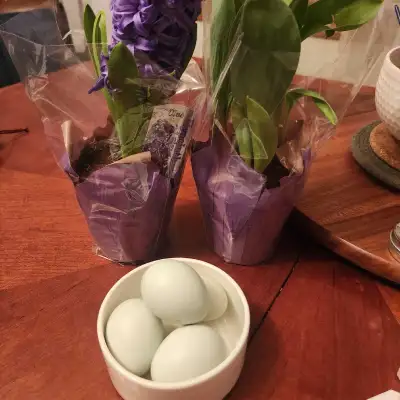 Ameraucana hatching eggs $50, View more