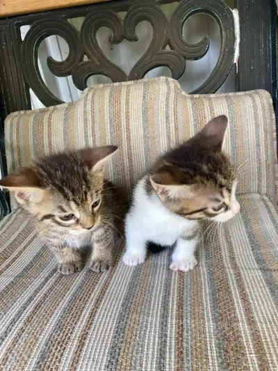 Two Kittens Lookiing for Their Forever Homes, View more