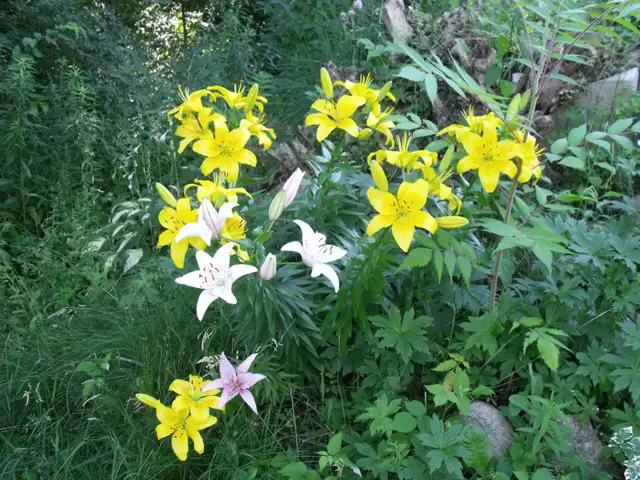 Comfort on the Trent in Ontario in Canada - Image 21