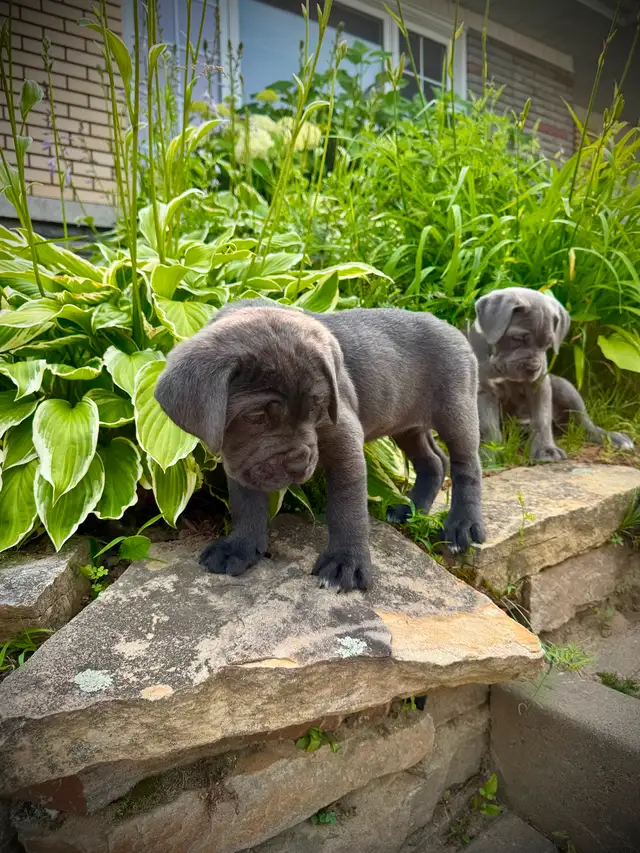 Cane Corso in Dogs & Puppies for Rehoming in City of Montréal - Image 12
