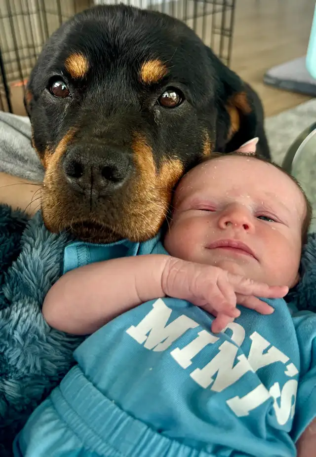 Rottweiler rehome | Dogs & Puppies for Rehoming | City of Toronto ...