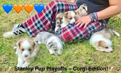 Born May 8th, 2025 – just in time to cheer on the Oilers in their epic Stanley Cup playoff run – the...