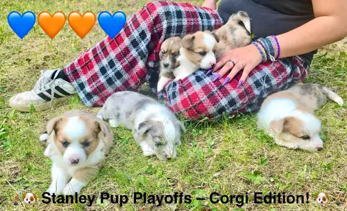 6 Adorable Cardigan Corgi Puppies Looking for Their Forever Teams! Born May 8th, 2025 – just in time...
