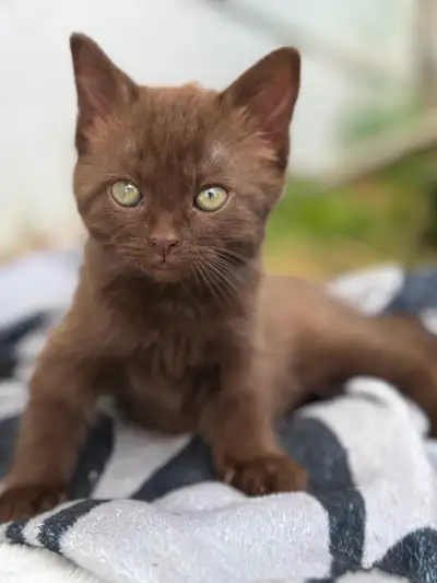 Rare brown kittens!, View more