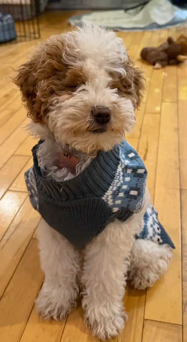 Toy  Multigenerational Goldendoodle Reservations  Open 16lb in Dogs & Puppies for Rehoming in Calgary - Image 4