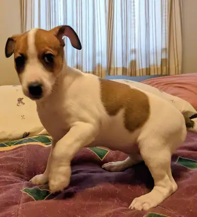 3 Female Jack Russel puppies vet checked first shots, and dewormed. Cuddling and loving little pups....