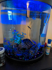 20 gallon Glo fish tank with 4 fish 