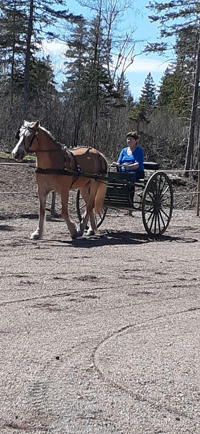 Horse Cart Sold PPU in Equestrian & Livestock Accessories in New Glasgow