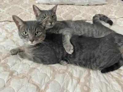 Twin sister Cats, View more