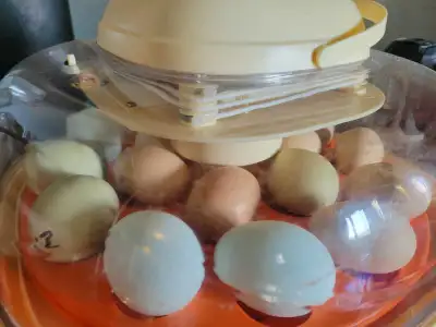 Get ready to hatch some fluffy friends with these fertilized eggs! These are from my flock of herita...