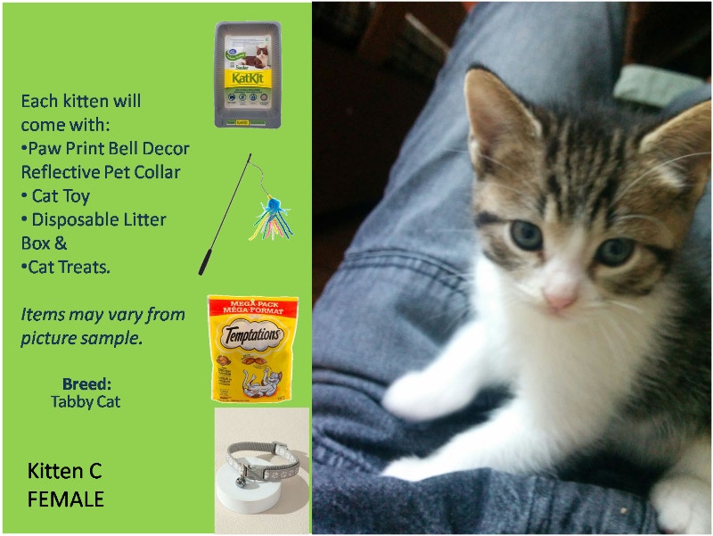 Litter trained cats for sale with accessories Cats & Kittens for