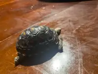 Cherry head tortoise 