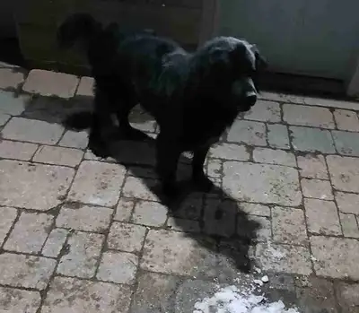 New Foundland dog, View more