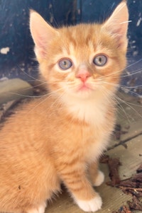cat in Prince Edward Island - Kijiji Canada