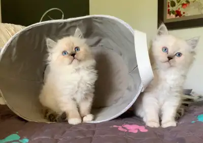 Chatons Ragdoll, View more