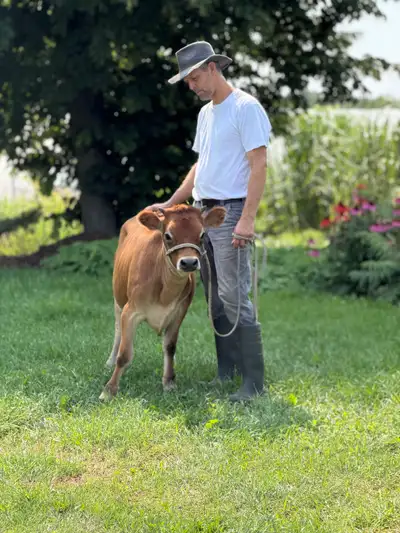 Jersey cow and heifer calf, View more