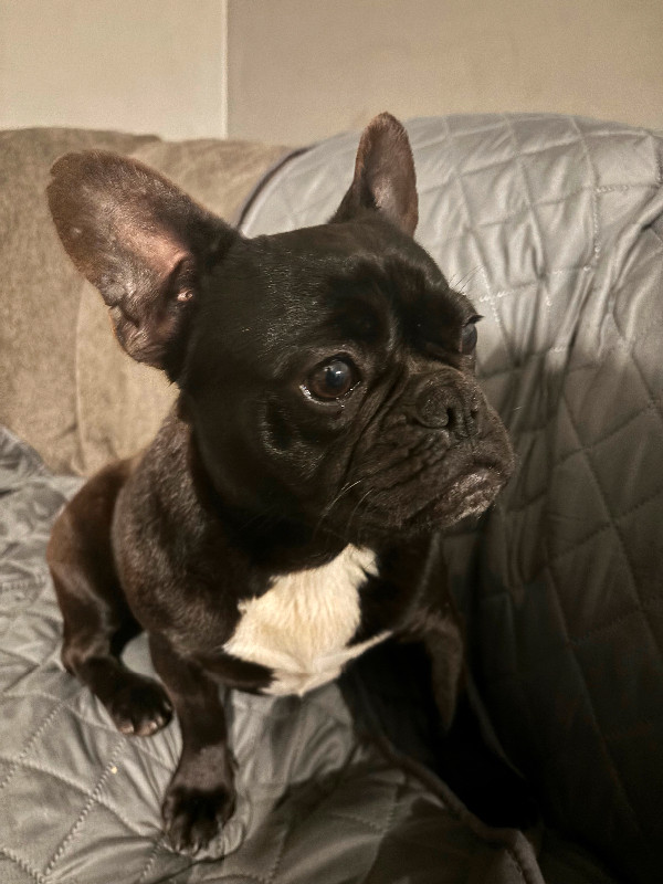 Black and while French bulldog in Dogs & Puppies for Rehoming in Nanaimo - Image 2