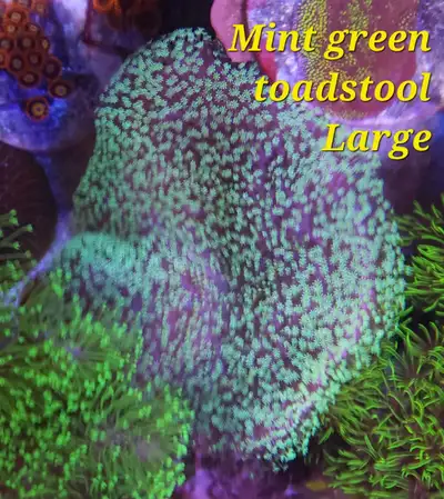 Light green toadstool - saltwater coral , View more