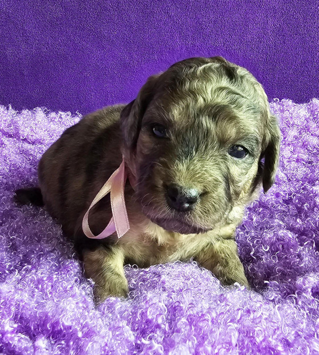 Mini TEDDY Bernedoodle puppies in Dogs & Puppies for Rehoming in Delta/Surrey/Langley - Image 4