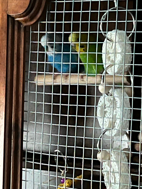 Budgies for adoption. in Birds for Rehoming in Chilliwack - Image 2