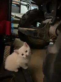 Rare pure white Manx kittens for adoption