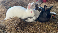 Rabbits for Rehoming