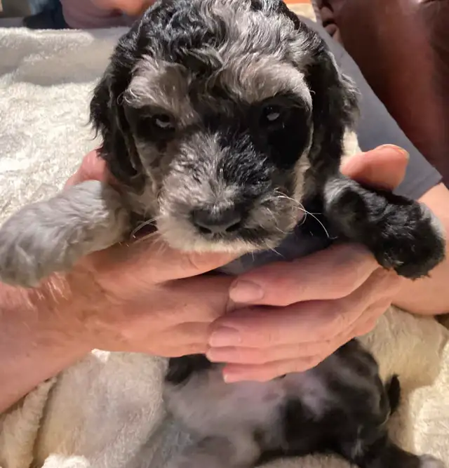 New Merle  medium doodles  born April 11 in Dogs & Puppies for Rehoming in Owen Sound - Image 3