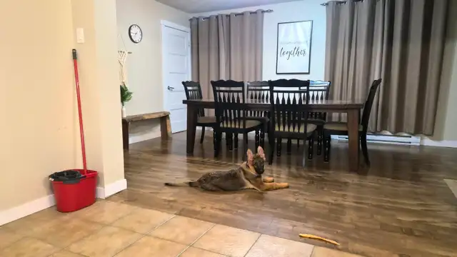 Berger allemand de 4 mois in Dogs & Puppies for Rehoming in Laurentides - Image 4