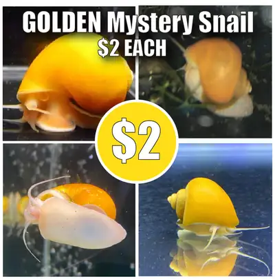 Mystery Snail, Golden, Purple, Blue, Brown, Jade baby available, View more