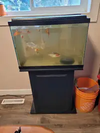 Fish tank Plus fish  