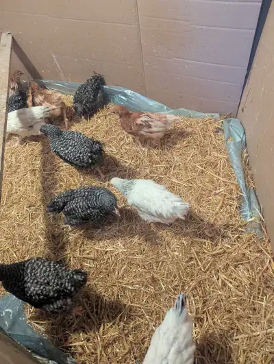 Assorted Pullets, View more