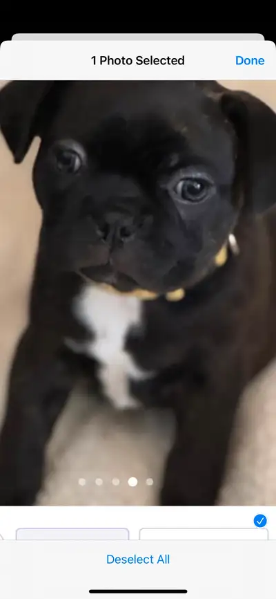Beautiful Frenchton Puppy, View more