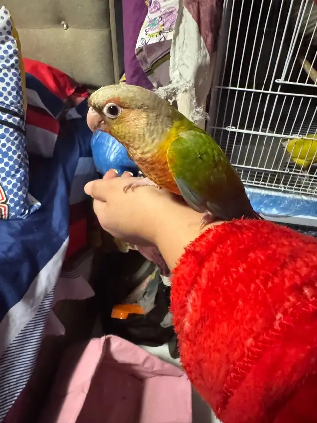 conure b in Birds for Rehoming in Mississauga / Peel Region - Image 2