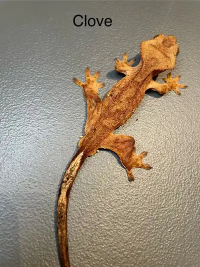 Crested Gecko 2, View more