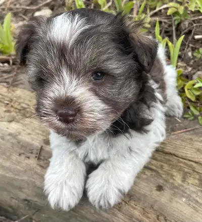 LAST ONE!! Cute as a button and ready to join his furever family! 1 tri-colour Parti male Toy Schnau...
