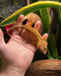 Gecko à crête / Crested gecko - F Tiger/Dal