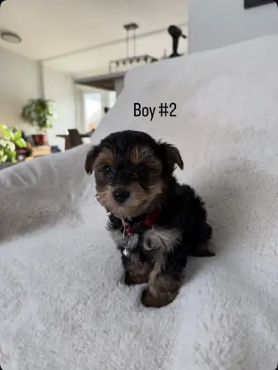 Yorkshire Terrier puppies, View more