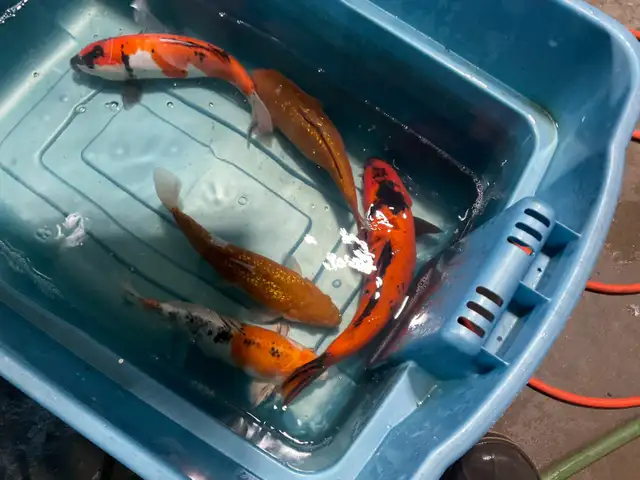 true Japanese koi in Fish for Rehoming in Calgary - Image 5