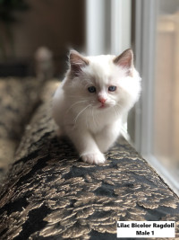 Health Certificated,Show Quality Ragdoll kitten looking for home