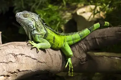BEAUTIFUL GREEN IGUANAS SPECIAL $150, View more